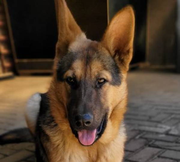 Bruno
