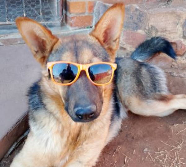 Bruno