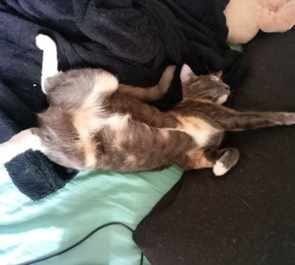 Nylah