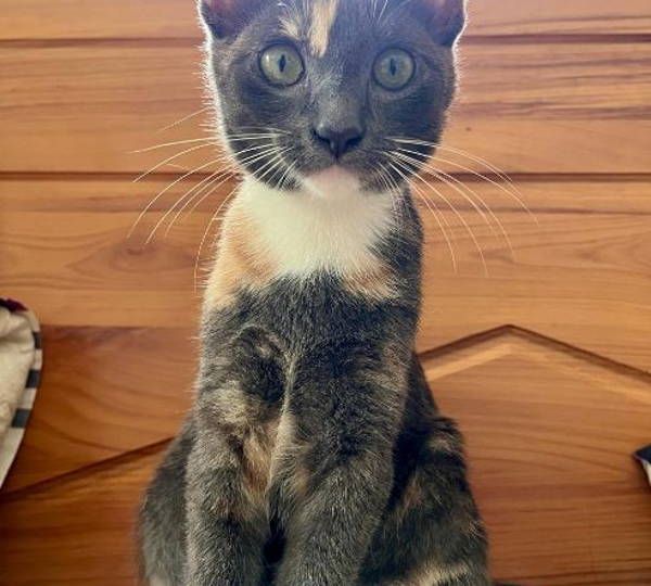 Nylah