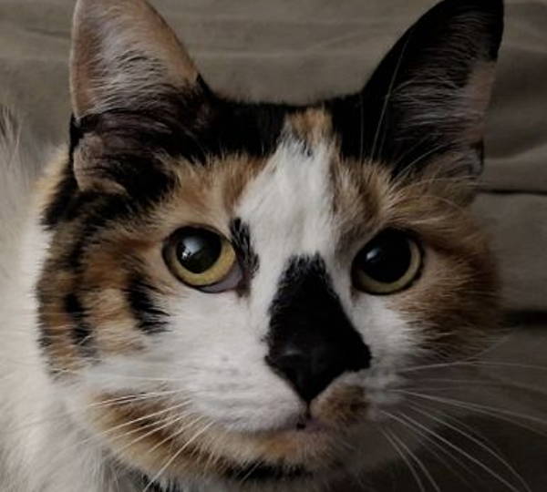 Freya