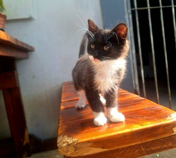 Shadow