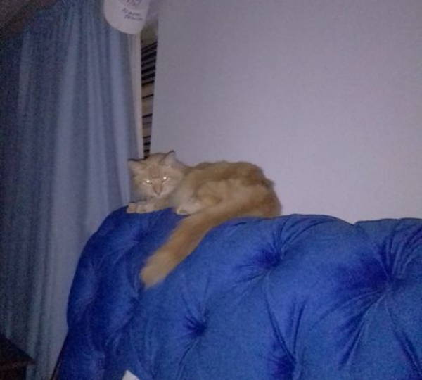 Ginger
