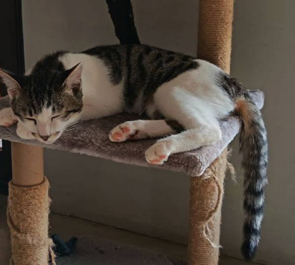 Zeus