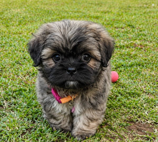 Millie-Mae