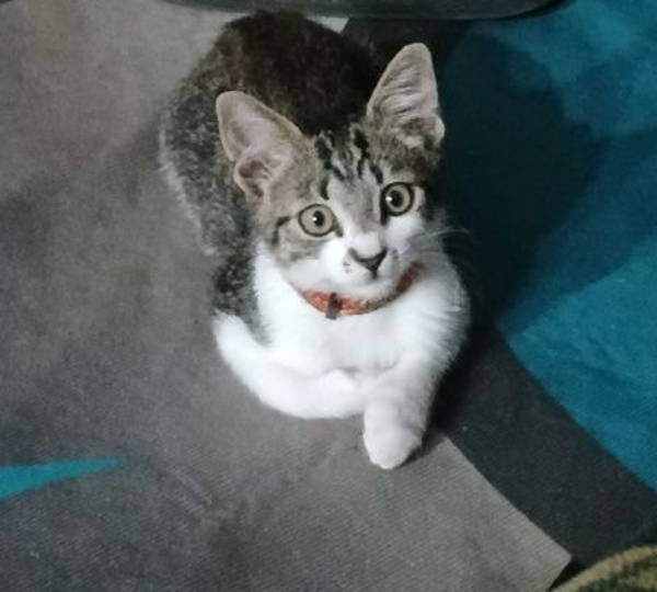 Kai