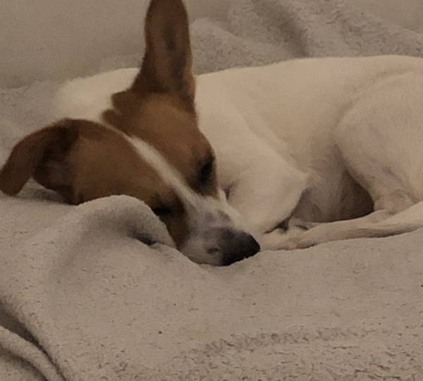 Sophie