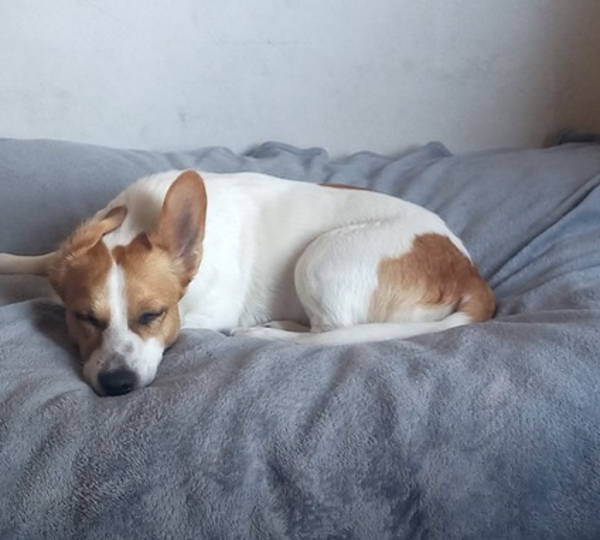 Sophie
