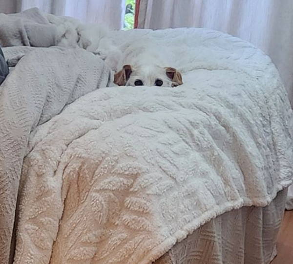 Nacho