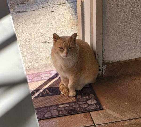 Biscuit