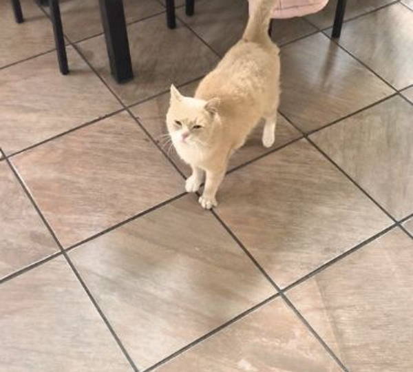 Biscuit
