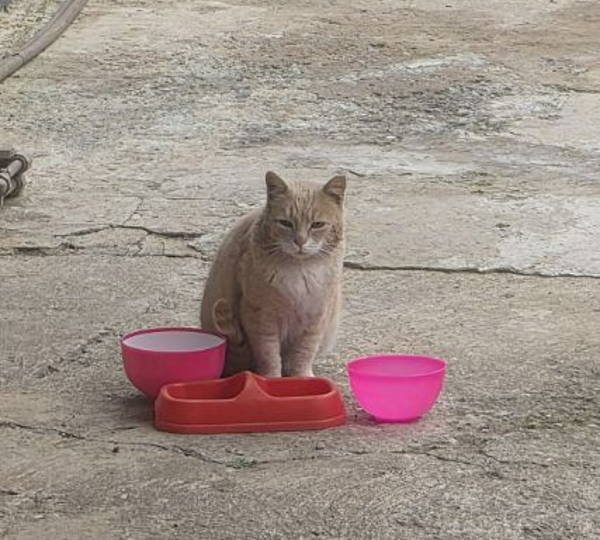 Biscuit