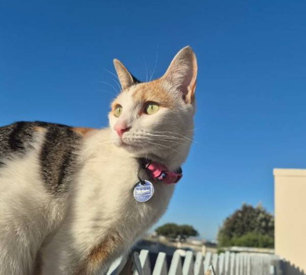 Rosie