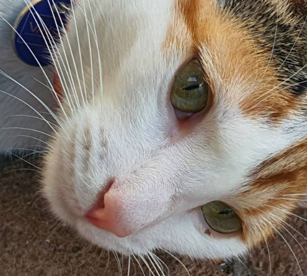 Rosie