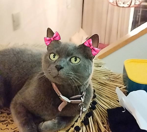 Tammy