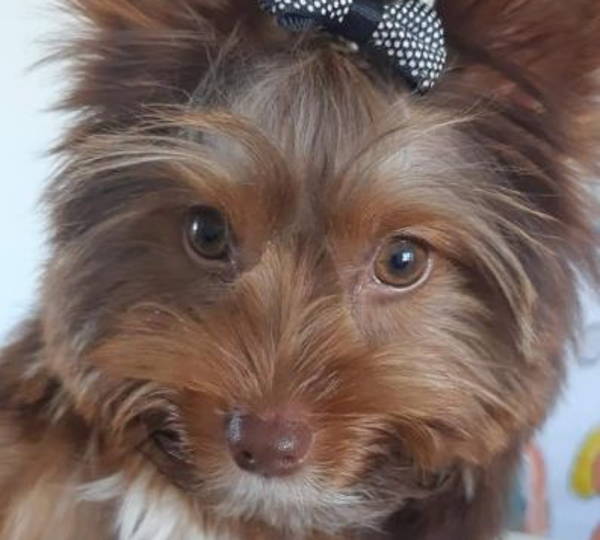 Milo