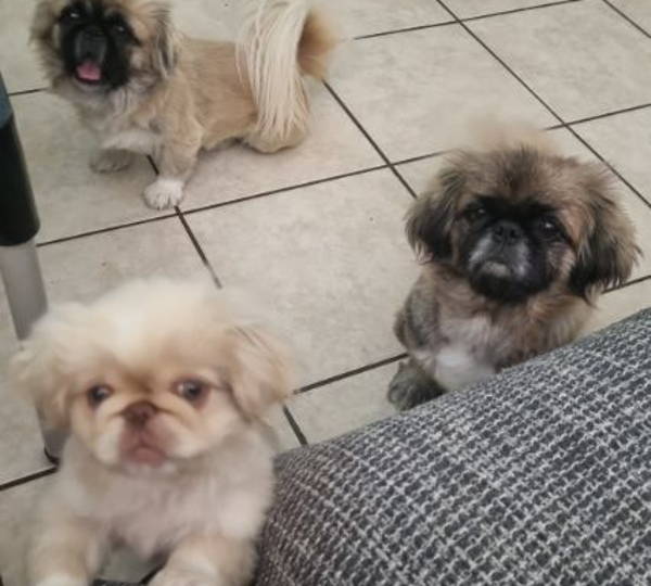 Max, Milo & Bear