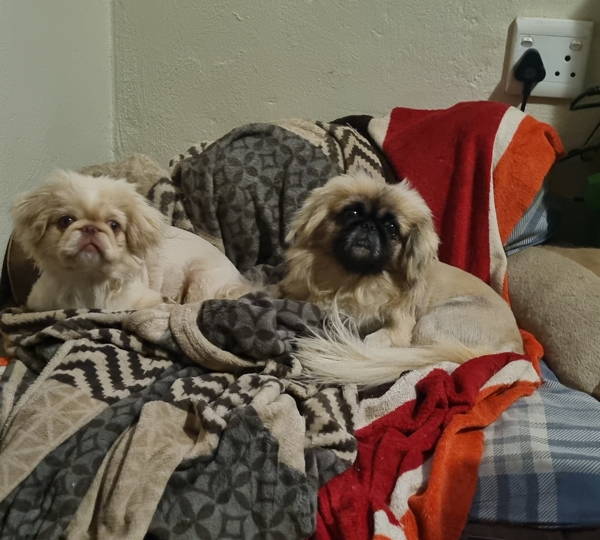 Max, Milo & Bear