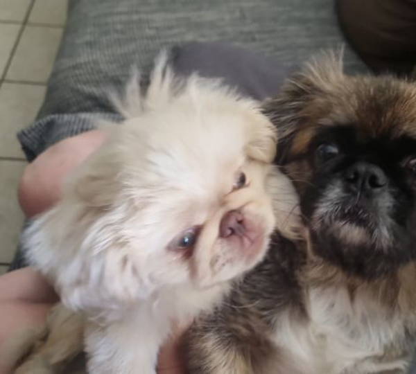 Max, Milo & Bear