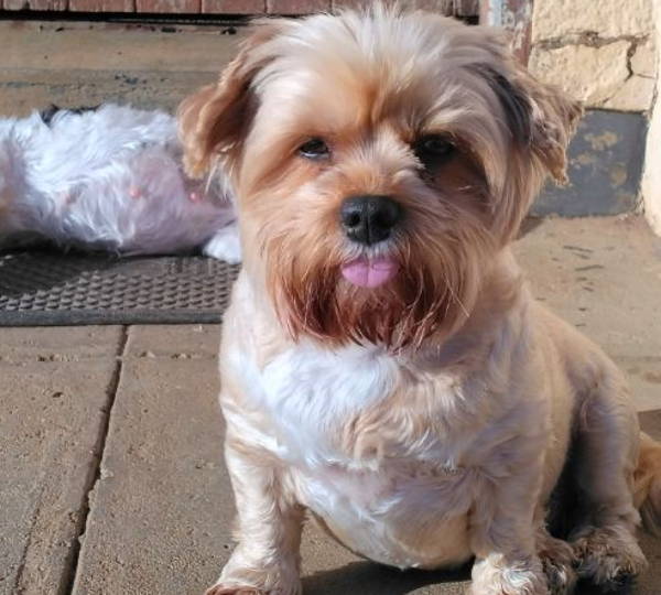 Daisy