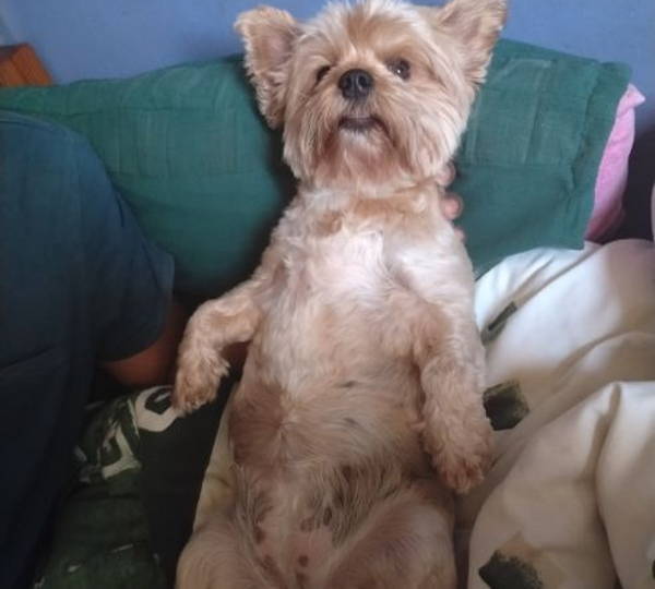 Daisy