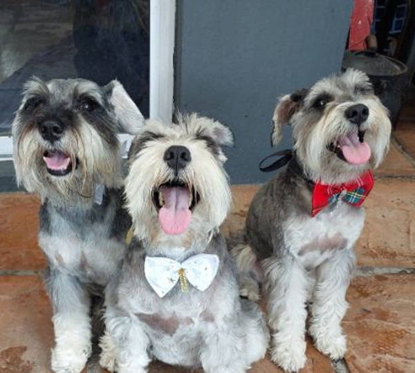 Milo, Chai & Mr Pickles