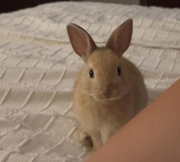 Elliot