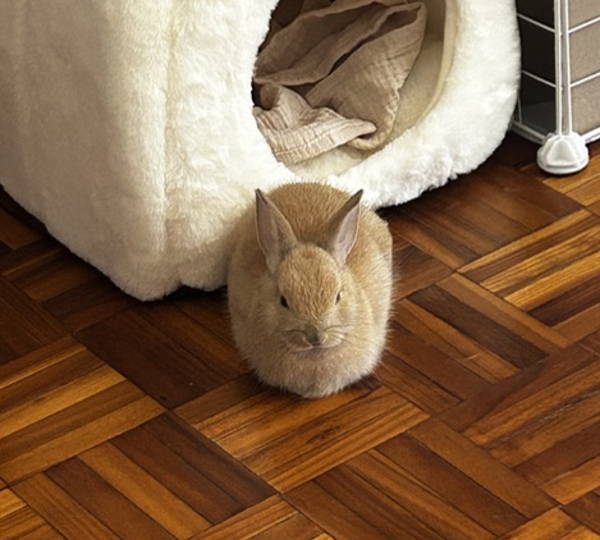Elliot