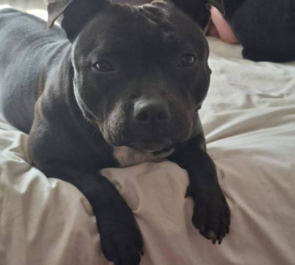 Lilo