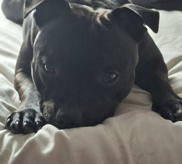 Lilo