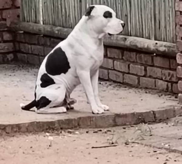Butch