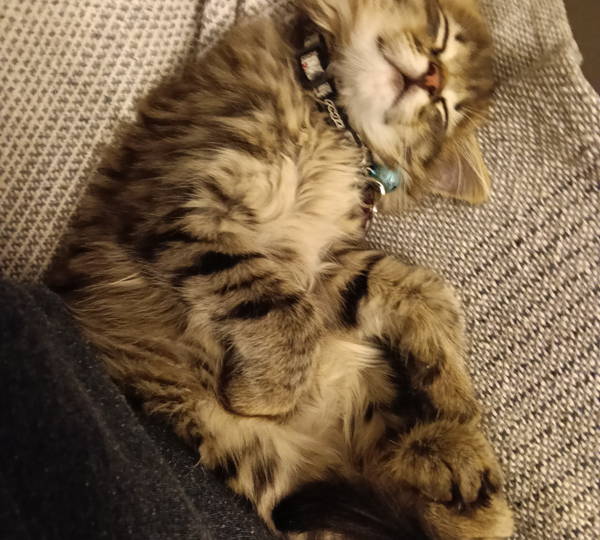 Mia-Muis