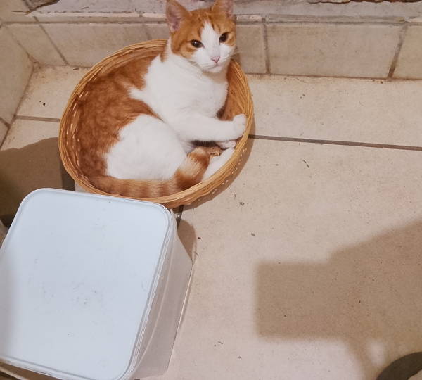 Queen Katja