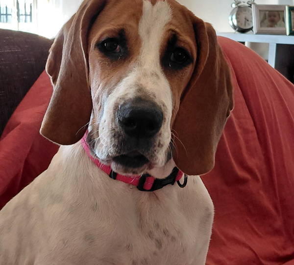 Bella