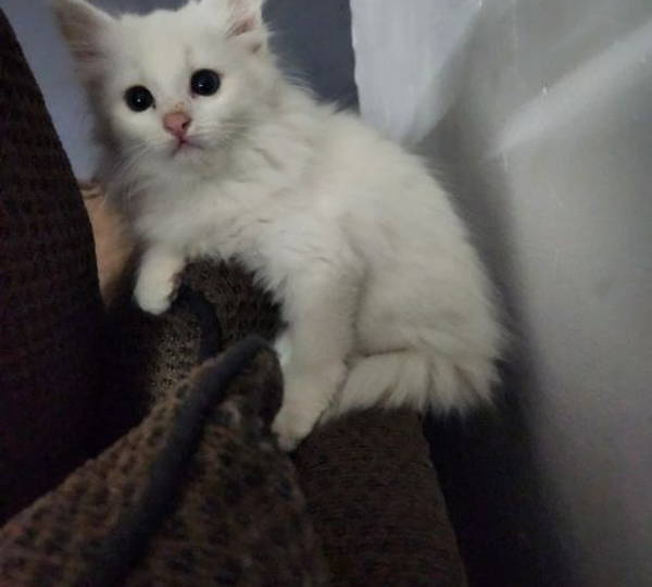 Prince