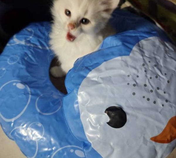 Prince