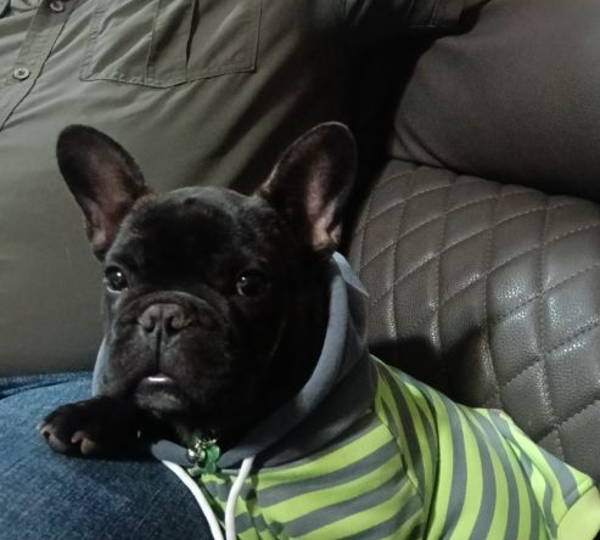 Bertie