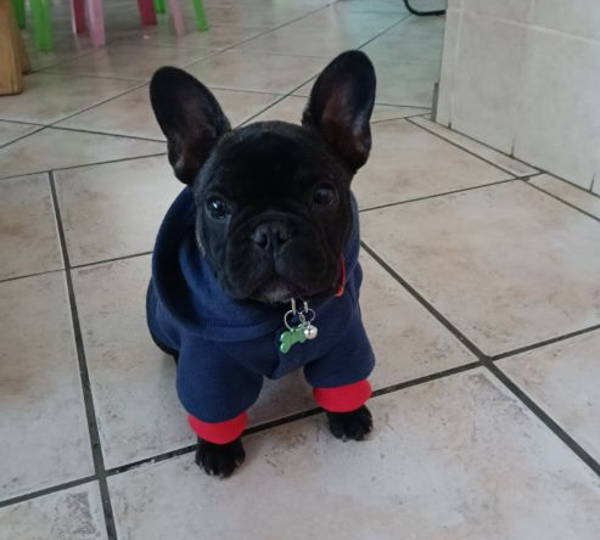 Bertie