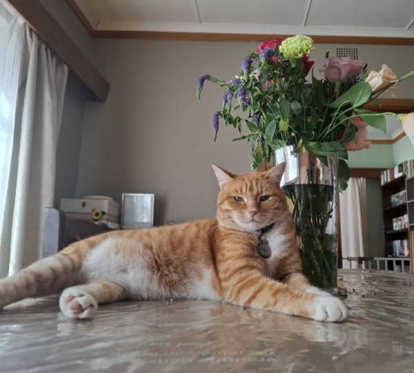 Gigi