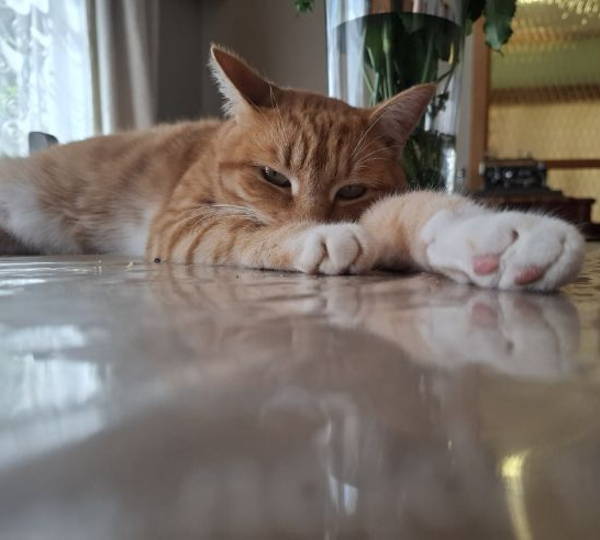 Gigi