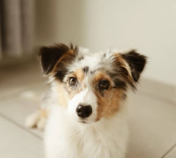 Mika