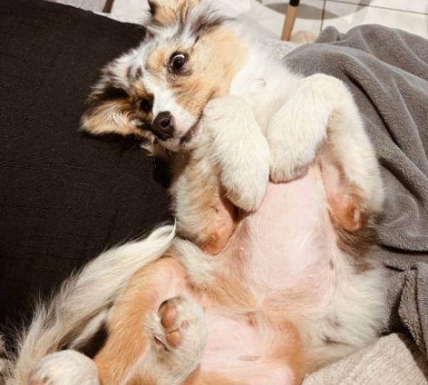 Mika