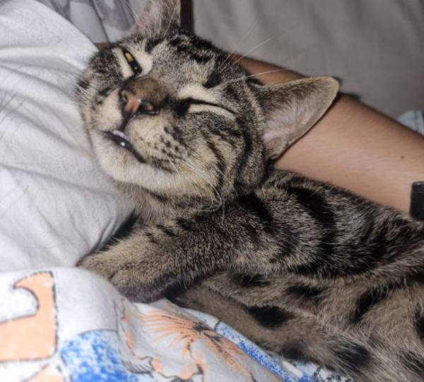 Tigre