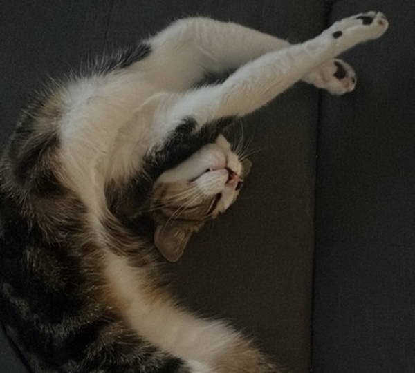 Milo