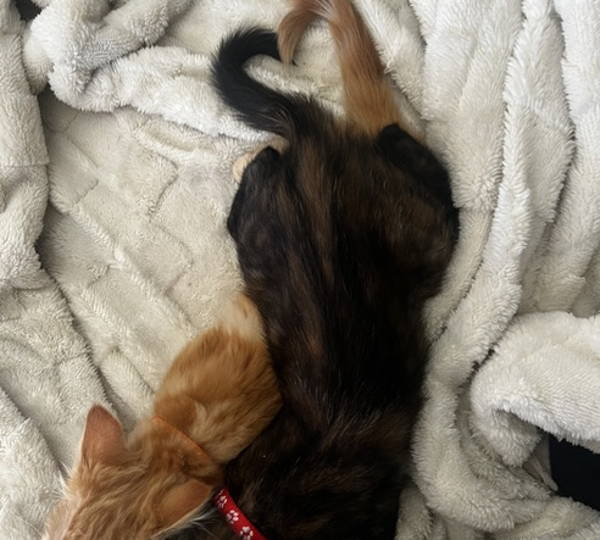 Coco & Brandi