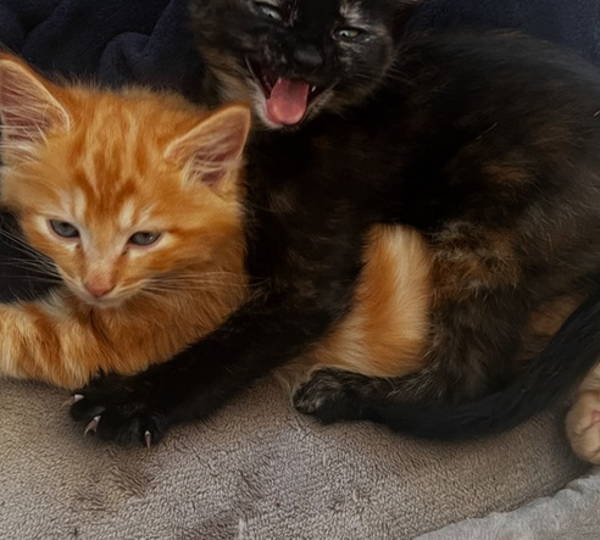 Coco & Brandi