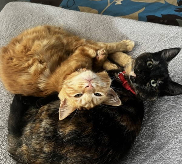 Coco & Brandi