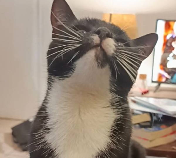 Bean