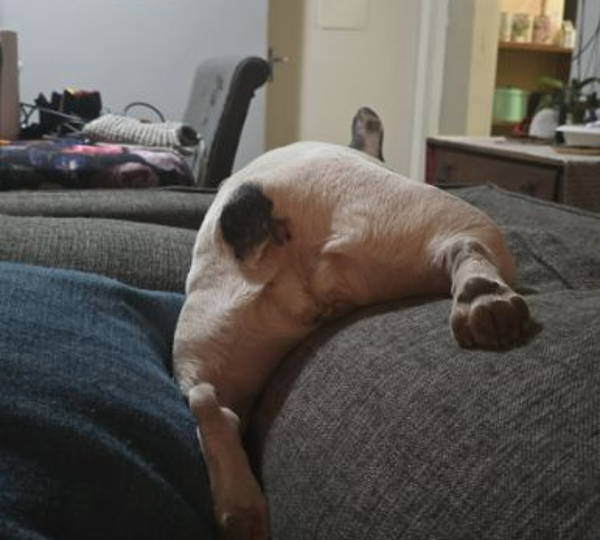 Suki