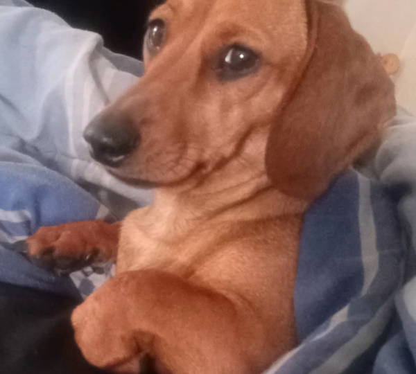 Nova